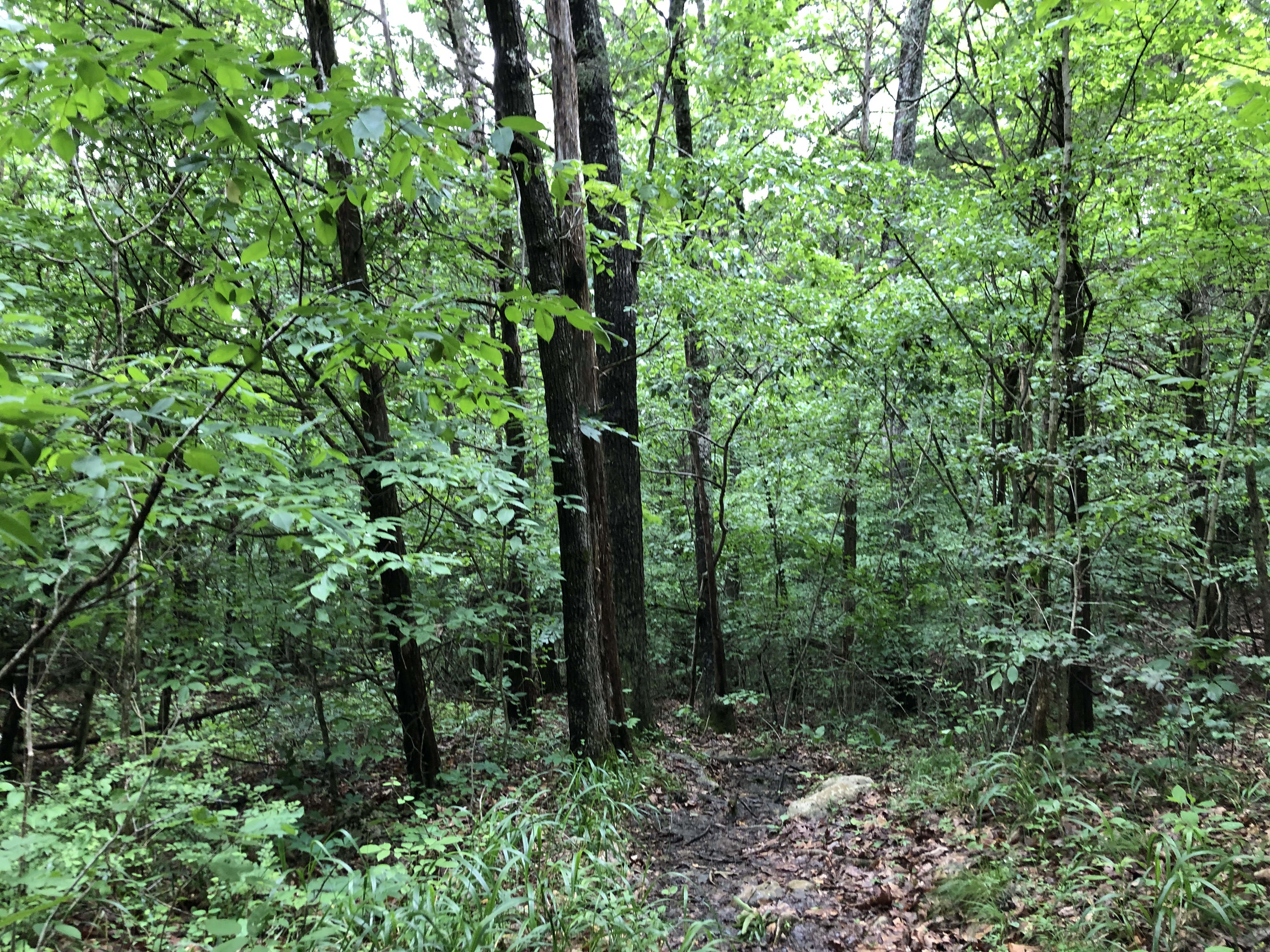 ./2022/06 - St Louis/07 - Day 7/20220527-15222743.JPG